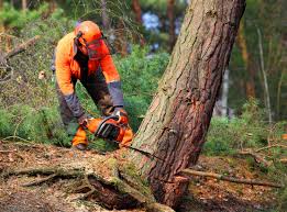 Best Emergency Tree Removal  in New Beaver, PA