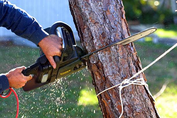 Reliable New Beaver, PA Tree Services Solutions