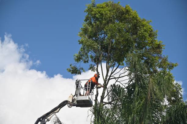 How Our Tree Care Process Works  in  New Beaver, PA