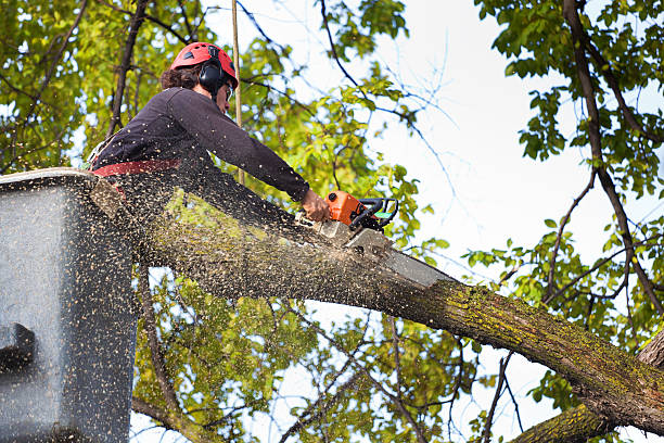 Best Tree Mulching  in New Beaver, PA